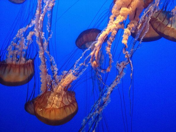 Aquarium of the Bay General Admission Ticket - Key highlights worth planning for