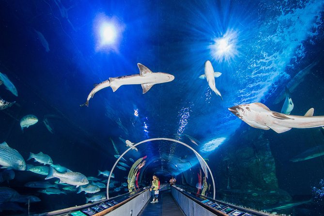 Aquarium of the Bay General Admission Ticket - Aquarium of the Bay at Pier 39: Bay water, clear glass, and easy access
