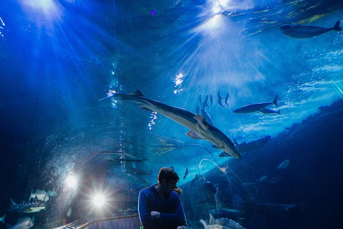 Aquarium of the Bay General Admission Ticket - Under the Bay 300-foot tunnel: where sharks and jellyfish pass overhead