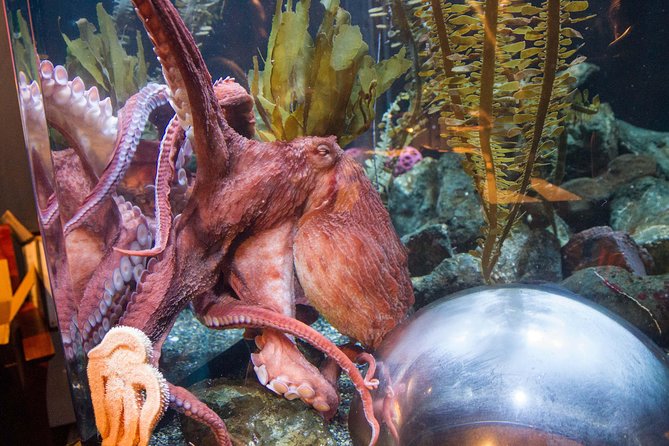 Aquarium of the Bay General Admission Ticket - Practical tips for families, strollers, and mobility needs