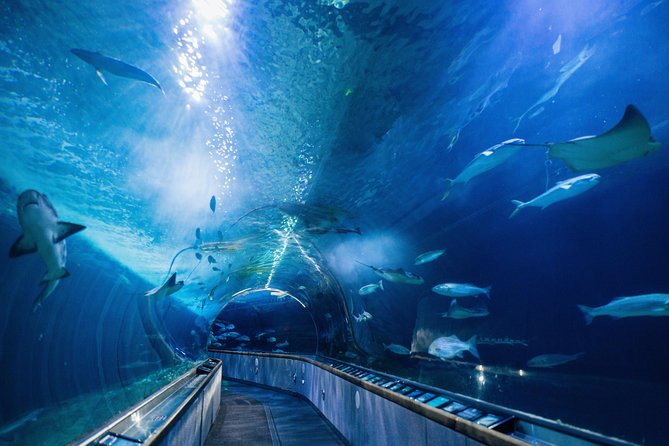 Aquarium of the Bay General Admission Ticket - Staff energy and the small moments that make it stick