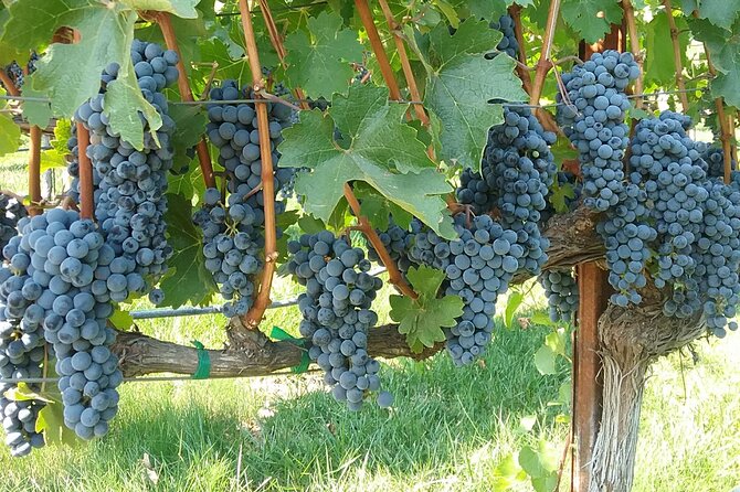 Best Private Wine Tours of Napa Valley-Sonoma for up to 8 people - Timing and pacing: how to fit tastings into a short window