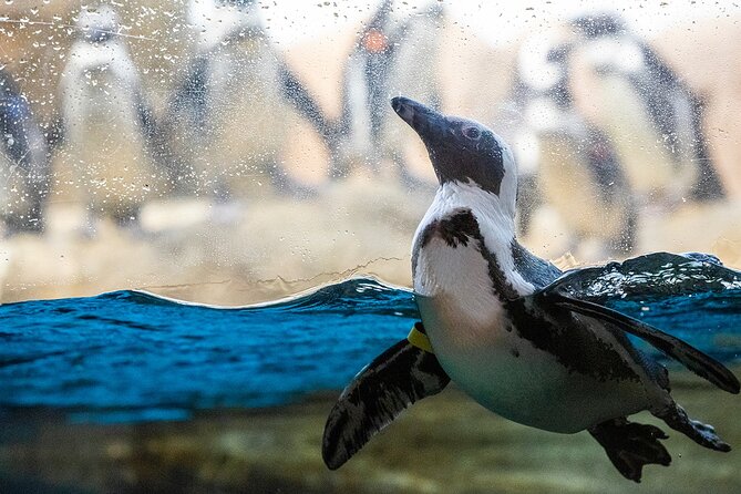 California Academy of Sciences General Admission Ticket - Morrison Planetarium: how to reserve shows and what kids can expect