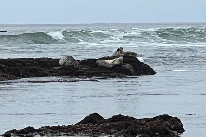 Carmel, Monterey and Big Sur Tour Private Tour from San Francisco - Who This San Francisco to Big Sur Day Tour Fits Best
