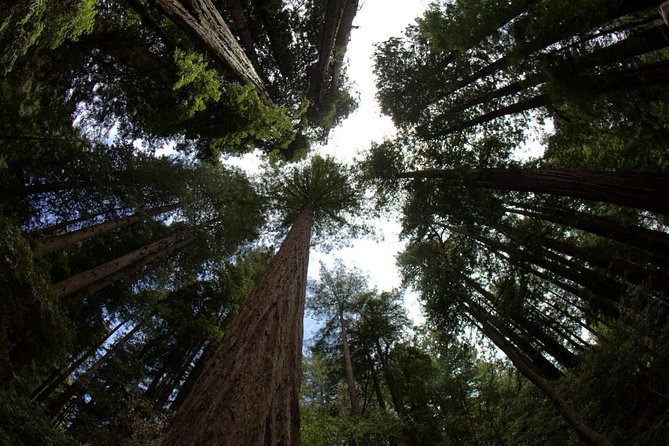 Combo Small-Group Tour: SF City plus Muir Woods & Sausalito - Golden Gate Bridge: Short Stop, Big Payoff