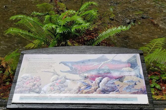 Combo Tour: Muir Woods, Sausalito and Sonoma Wine Country Tour - A full-day loop that turns day-trip planning into a simple one-ticket plan