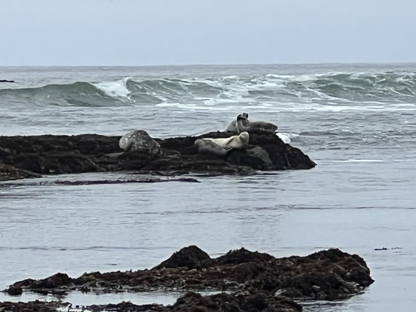 From San Francisco: Carmel, Monterey & Big Sur Private Tour - Monterey: Aquarium Time and Fisherman’s Wharf Energy