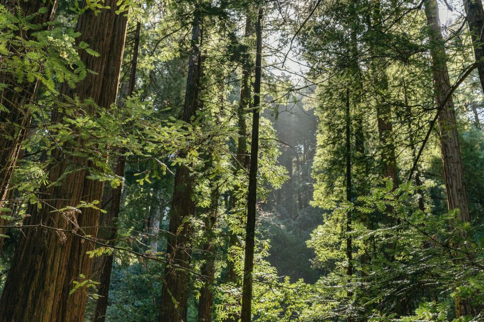 From San Francisco: Guided Muir Woods Tour - Tips to make your Muir Woods day smoother