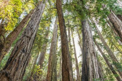 From San Francisco: Guided Muir Woods Tour - The mini-city tour out of San Francisco and the Golden Gate moment