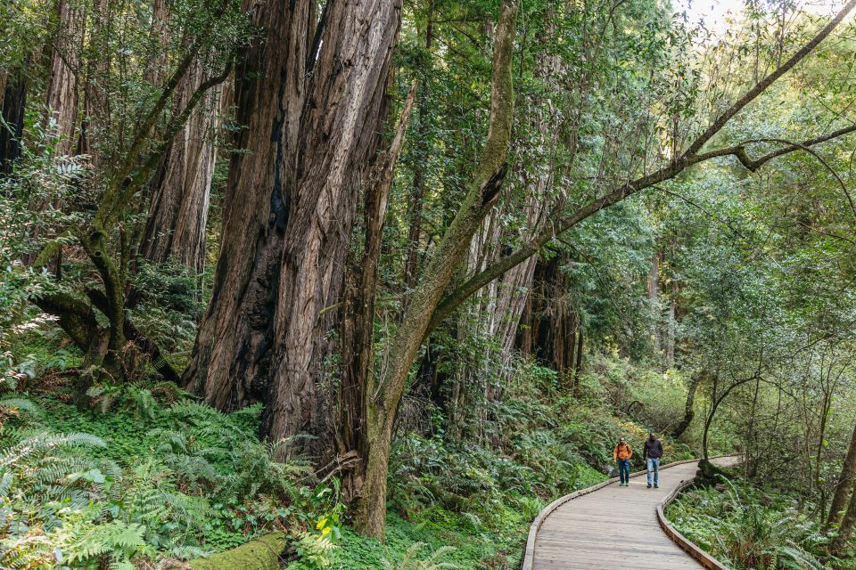 From San Francisco: Guided Muir Woods Tour - The live guide difference: stories, photo timing, and not getting lost
