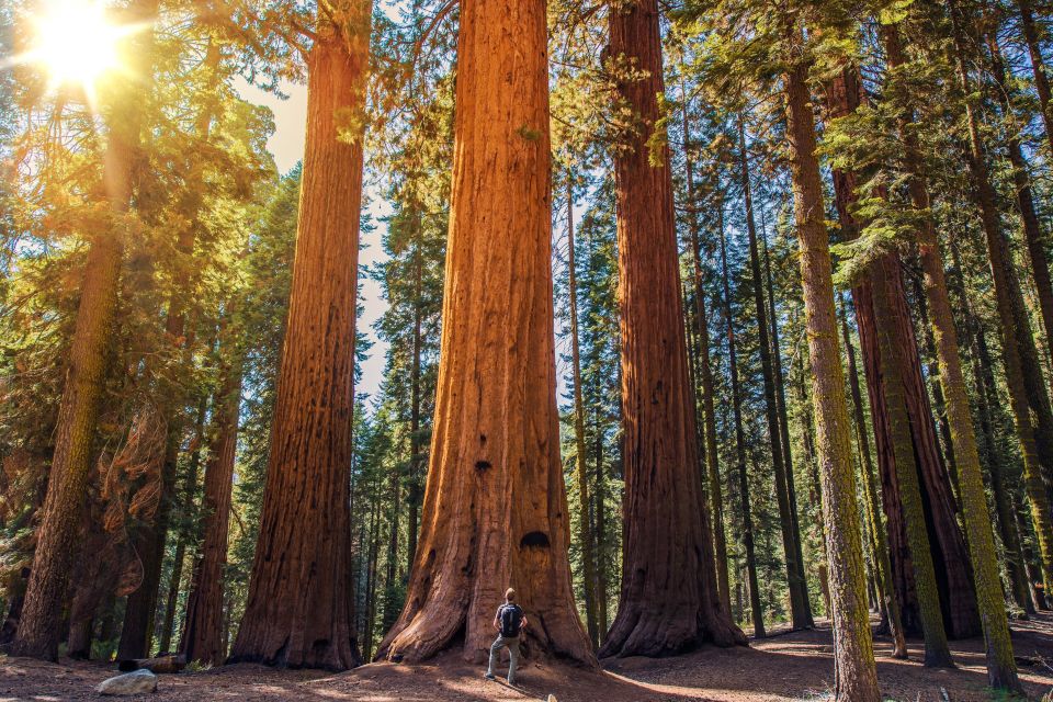 From San Francisco: Guided Muir Woods Tour - The optional Sausalito ferry back to San Francisco