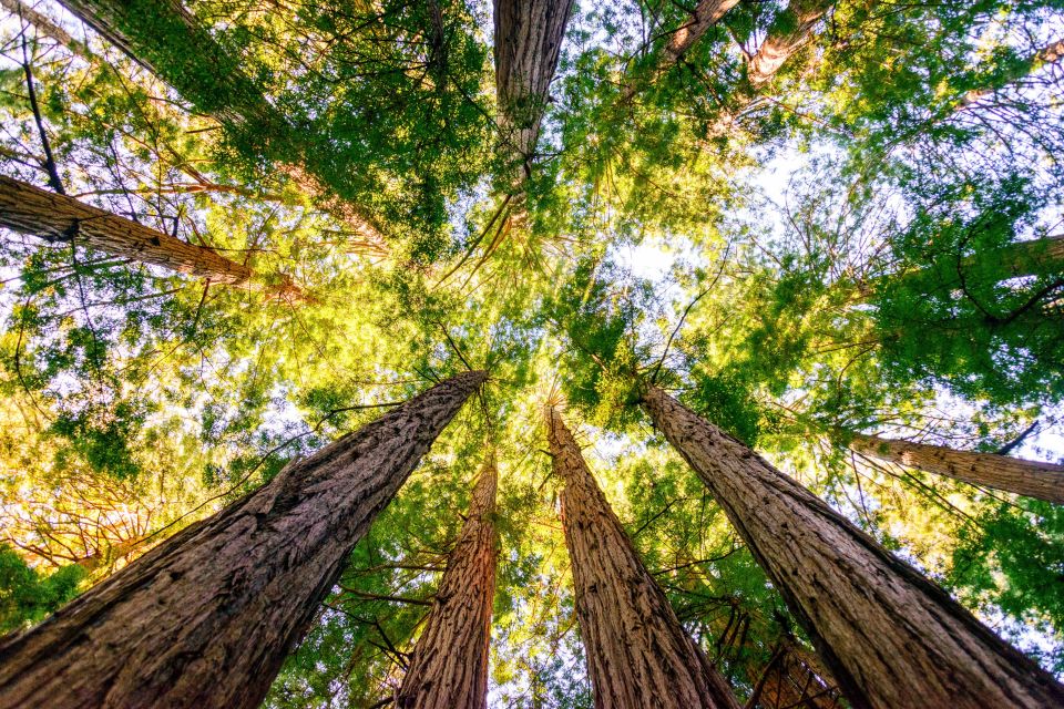 From San Francisco: Guided Muir Woods Tour - Price and value: why $77 can be a solid deal