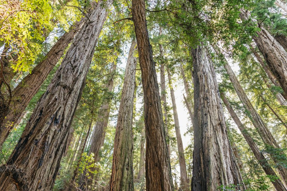 From San Francisco: Guided Muir Woods Tour - The mini-city tour out of San Francisco and the Golden Gate moment