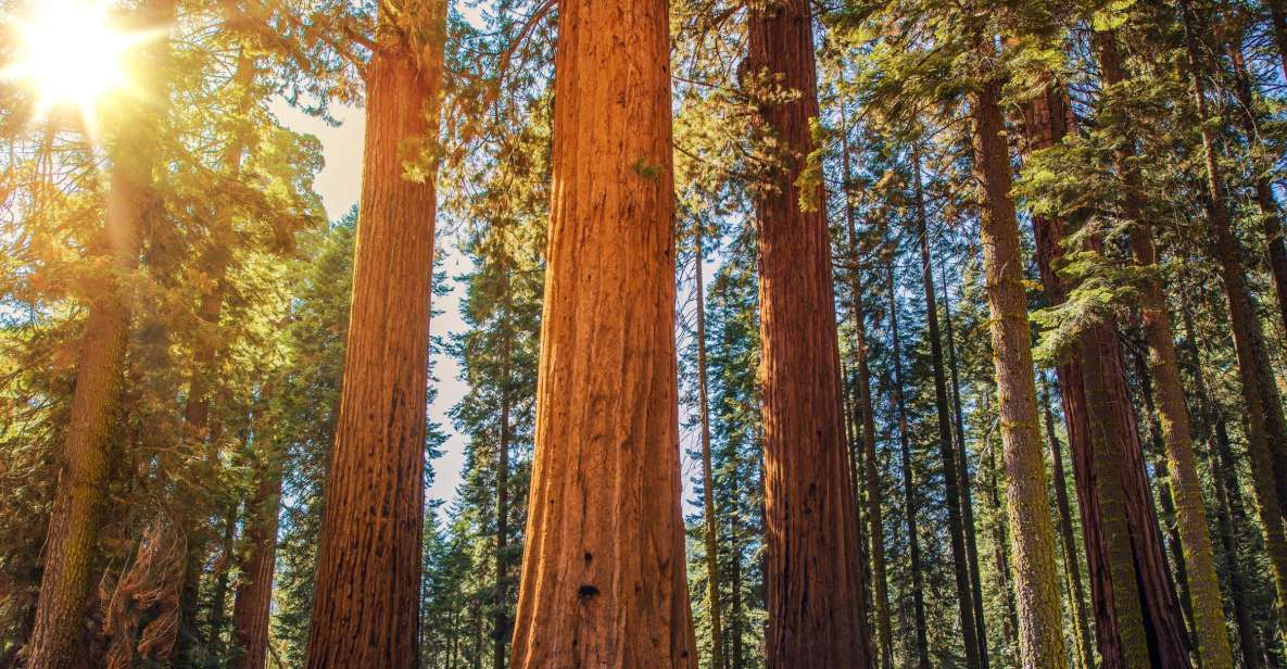 From San Francisco: Guided Tour to Muir Woods - Key highlights you’ll actually feel