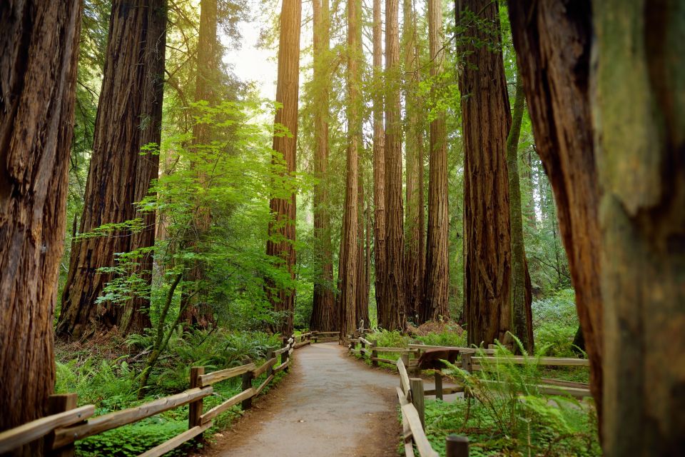 From San Francisco: Guided Tour to Muir Woods - What the redwoods experience feels like on this tour
