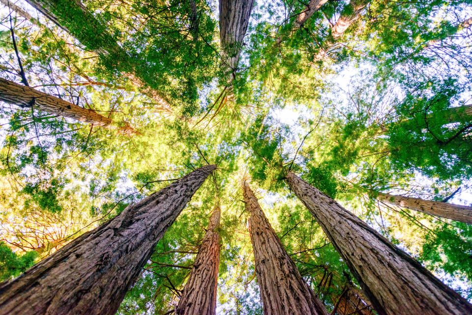 From San Francisco: Guided Tour to Muir Woods - Should you stay in Sausalito or return to San Francisco by bus?