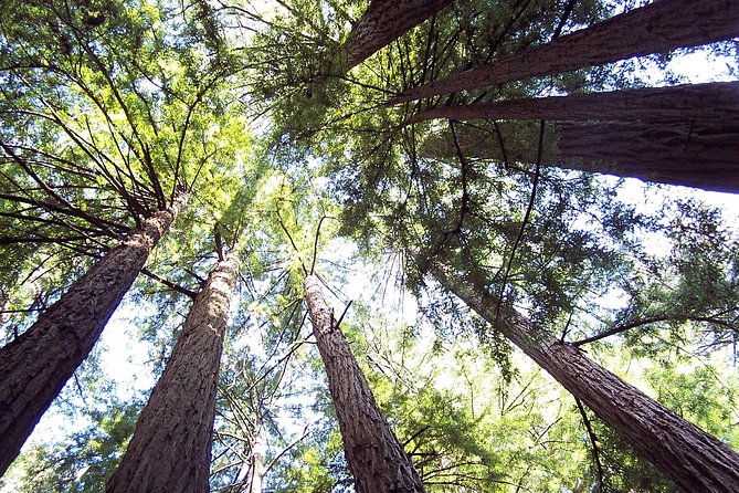 From San Francisco: Guided Tour to Muir Woods and Sausalito - The Guide and the Bus Ride: Comfort, Energy, and Volume