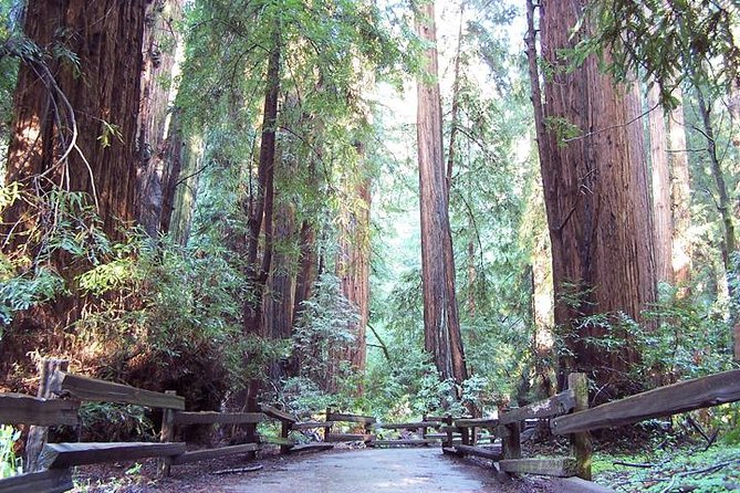 From San Francisco: Guided Tour to Muir Woods and Sausalito - Golden Gate Bridge Drive: Your Built-In Photo Stop