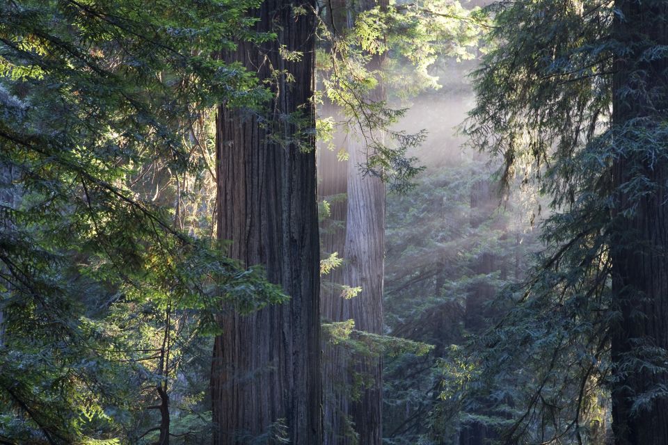 From San Francisco: Muir Woods, Sausalito and Alcatraz Tour - Alcatraz Island With a Multilingual Cellhouse Audio Tour