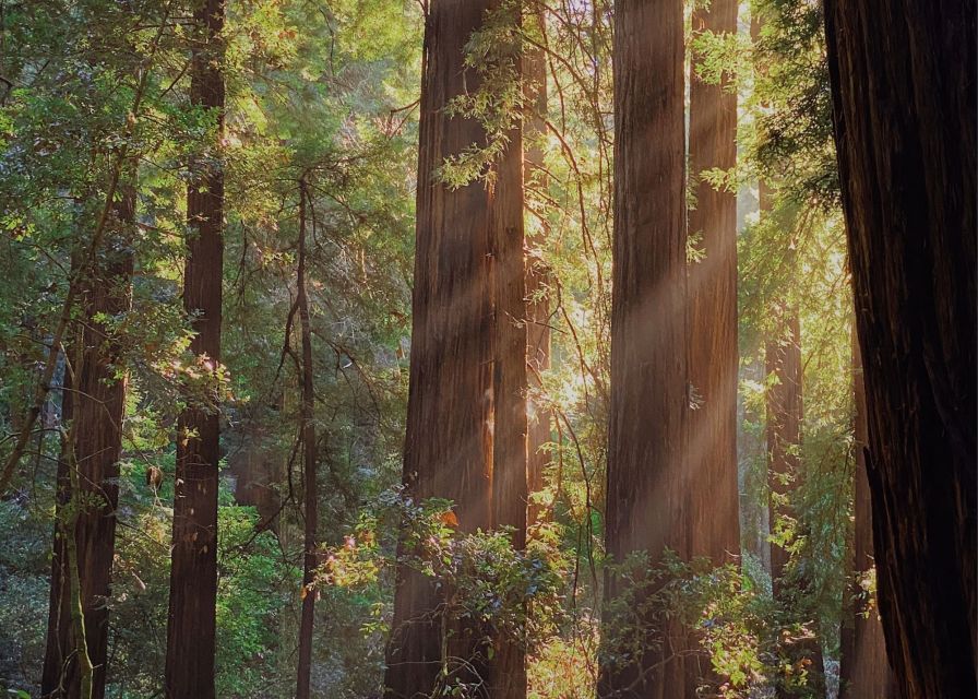 From San Francisco: Muir Woods Wine Tour with Napa & Sonoma - Who this tour is best for (and who should skip it)