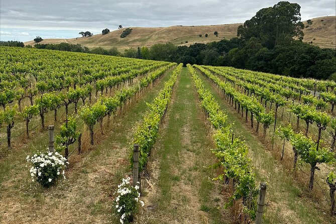 From San Francisco: Napa & Sonoma Valley Wine Tour with Tastings - Winery Tastings: What “3 to 5 Wines Each Stop” Means for Your Day
