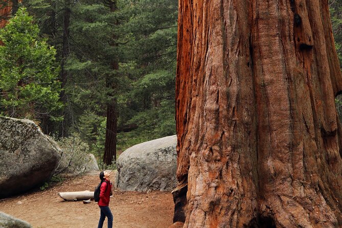 Giant Redwoods Tour Including a 5-Course Winery Lunch - Key things to know before you go