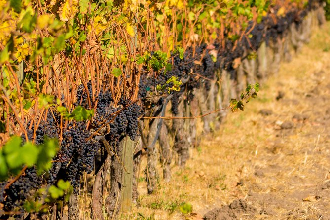 Half-Day Wine Country Tour from San Francisco - Sonoma Valley stop: the second winery is often where satisfaction peaks