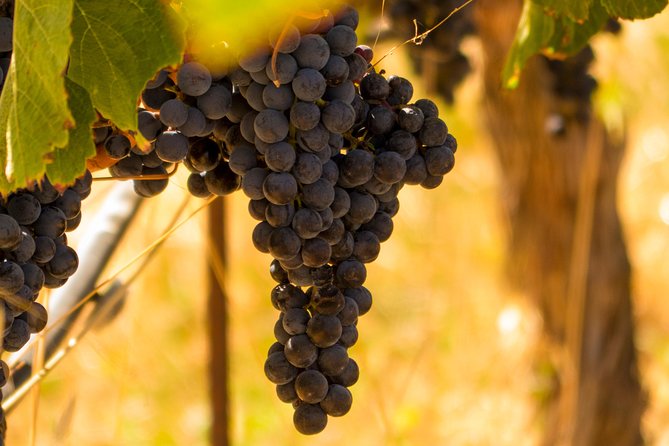 Half-Day Wine Country Tour from San Francisco - Who this half-day tour is best for