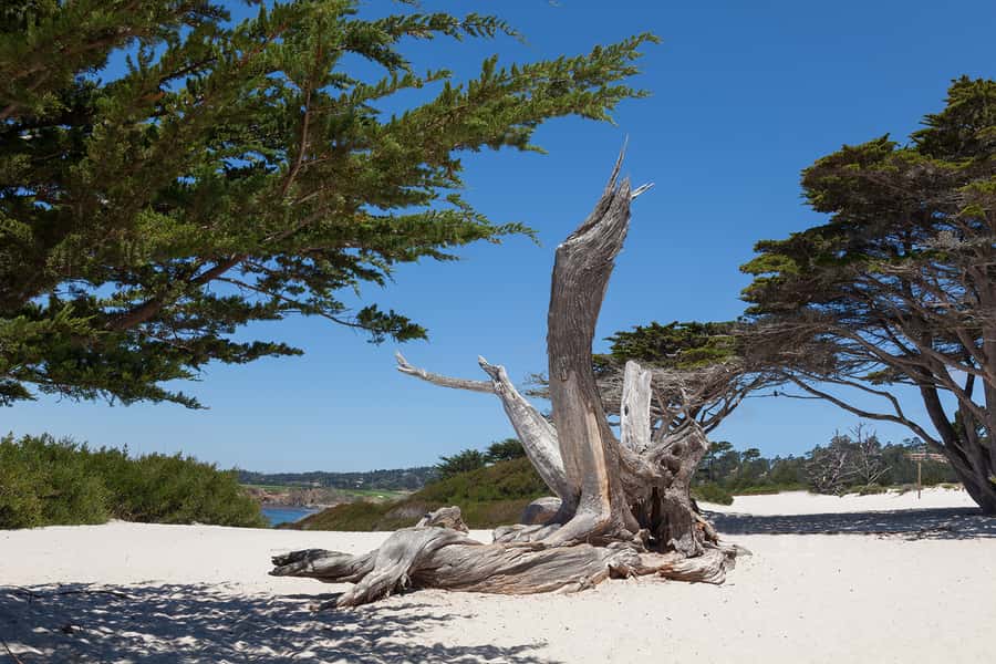 Monterey, Carmel, 17 Mile Dr, Big Sur & Mcway Falls Pvt Tour - Key things that make this private coast tour work