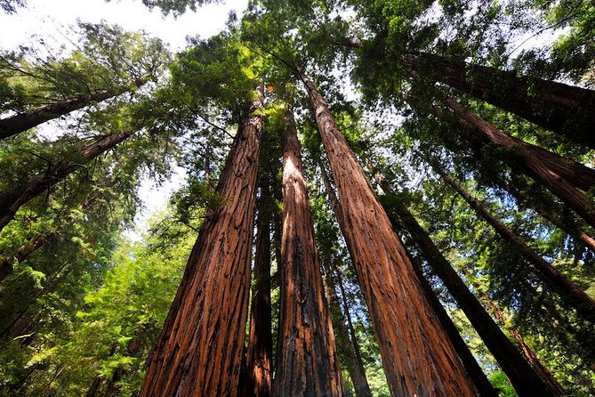 Muir Woods and Sausalito Afternoon Tour Small-Group Half-Day - Leaving the City: Union Square to the Palace of Fine Arts and Presidio