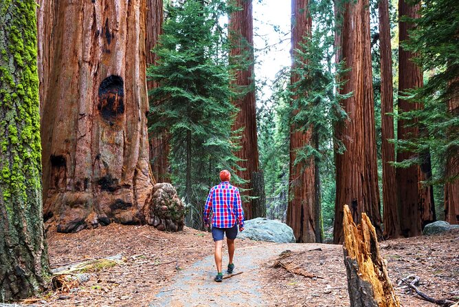 Muir Woods and Sausalito Half Day Tour - Union Square Pickup and the Golden Gate Bridge View Stop