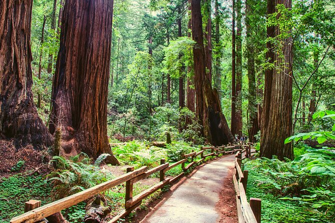 Muir Woods and Sausalito Half Day Tour - Ferry Option vs Mini-Coach: Pick Your Return View