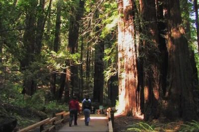 Muir Woods and Sausalito Morning Tour Small-Group Half Day - Pickup Rules You Should Know Before You Book