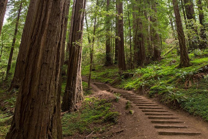 Muir Woods and Sausalito (Return by Bus or Ferry) - Return by ferry or bus: picking your favorite kind of ending