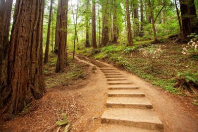 Muir Woods and Sausalito Tour Plus Bay Cruise - Muir Woods: 90 Minutes in the Coastal Redwoods