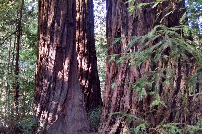 Muir Woods, Sausalito and Tiburon Day Trip from San Francisco - A private half-day that strings together the best of the North Bay