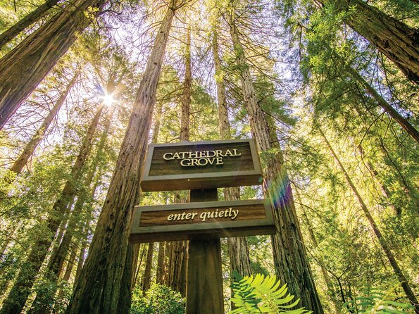 Muir Woods & Sausalito Tour - What to Do at Muir Woods With Only About an Hour