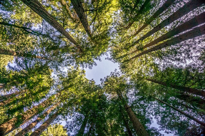 Muir Woods & Sausalito Tour - Sausalito Town Time: 50 Minutes Is Enough for a Taste