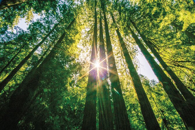Muir Woods & Sausalito Tour - Into the Giants: How the Muir Woods Visit Really Works