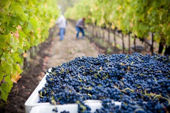 Muir Woods & Wine Tour: Redwoods & Tastings at 3 Wineries - The Guide Factor: Why Names Like Jed, Noah, and Lisa Matter