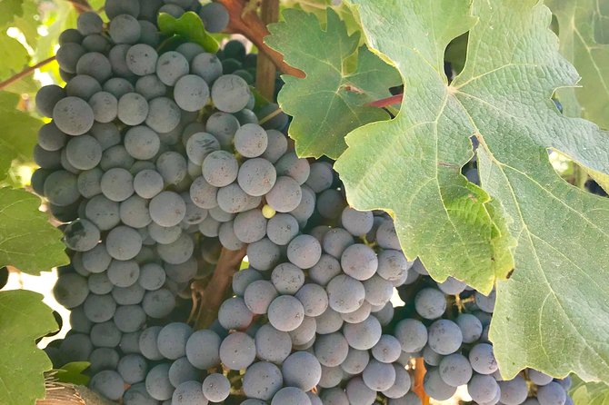 Napa and Sonoma Private Wine Tasting Tour and Luxury Car Service - Price and logistics: what $699 really buys