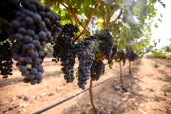 Napa and Sonoma Wine Country Full-Day Tour from San Francisco - Madonna Estate in Carneros: organic grapes and limited retail reach
