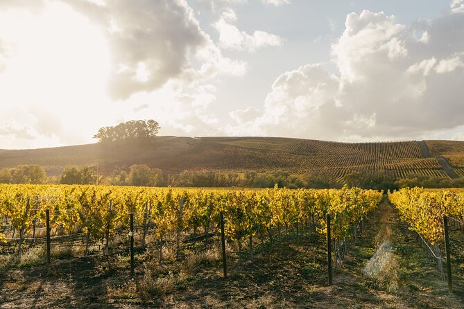 Napa and Sonoma Wine Tour from San Francisco - Sausalito optional finish: bay views without overthinking it