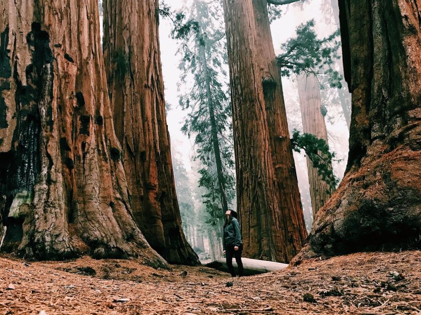 San Francisco: 2-Day National Park Tour with Yosemite Lodge - Staying at Yosemite Lodge at the Falls: where time becomes daylight