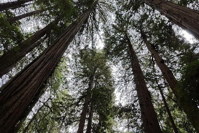 San Francisco: Armstrong Redwoods and Wine Tour with Tastings - Russian River Vineyards: Vineyard Views and a Laid-Back Tasting Hour