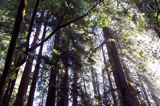 San Francisco: Armstrong Redwoods and Wine Tour with Tastings - Timing Reality Check: Where Days Like This Feel Tight