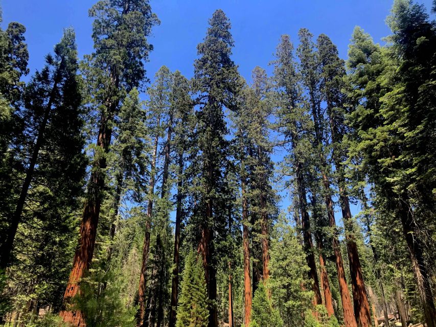 San Francisco: Day Trip to Yosemite with Giant Sequoias Hike - El Capitan, Half Dome, and Bridalveil Fall: the photo stops that actually deliver