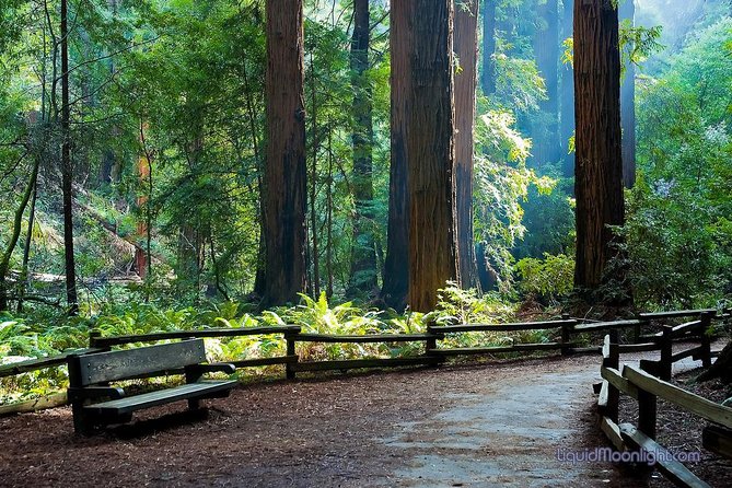 San Francisco Excursion: Guided Tour to Muir Woods and Sausalito - Price and logistics: what you’re really paying for
