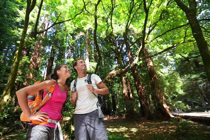 San Francisco Excursion: Guided Tour to Muir Woods and Sausalito - Muir Woods National Monument: how to use your 1.5 hours