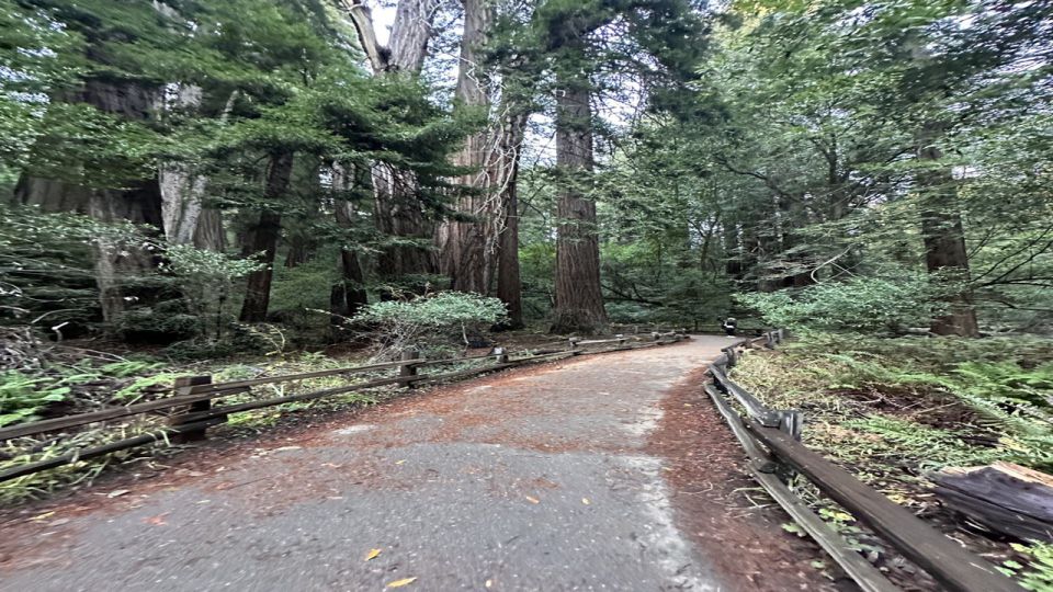 San Francisco: Full-Day City Tour w/ Muir Woods & Sausalito - Key things to know before you go